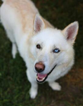 Rudo -  German Shepherd Dog and Husky Dog for Adoption in Warren, Michigan - Rudo | PetCurious