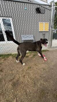 Selina -  Labrador Retriever Dog for Adoption in San Diego, California - Selina | PetCurious