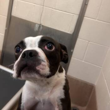 Reno -  Boston Terrier and Mixed Breed Dog for Adoption in San Mateo, California - Reno | PetCurious