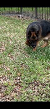 German Shepherd Dog Dogs Available for Adoption in Oviedo, Florida - Troy | PetCurious