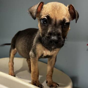 Mixed Breed Dogs Available for Adoption in Chattanooga, Tennessee - Dancey Pants | PetCurious