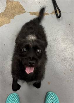TOTO -  Terrier Dog for Adoption in Peoria, Illinois - TOTO | PetCurious