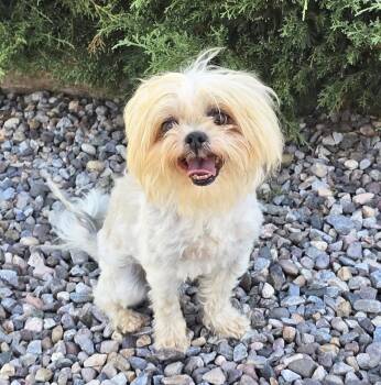 Yummy Lil Ms Yubi - Sizzling Shih Tzu -  Shih Tzu Dog for Adoption in North Valley, New Mexico - Yummy Lil Ms Yubi - Sizzling Shih Tzu | PetCurious