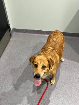 Zoe -  Retriever Dog for Adoption in Benton, Arkansas - Zoe | PetCurious