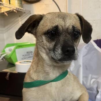 Cookie -  Chihuahua Dog Available for Adoption in Edinburg, Texas - Cookie | PetCurious