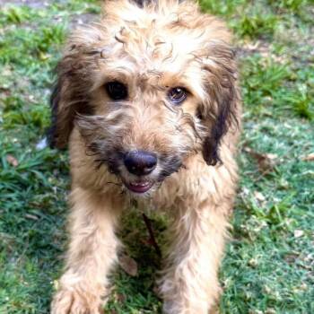 Standard Poodle and Wheaten Terrier Dogs Available for Adoption in Lakewood Ranch, Florida - Cedar | PetCurious