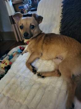 Benji -  Chihuahua Dog for Adoption in Shawnee, Oklahoma - Benji | PetCurious