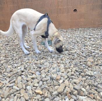 Evie -  Great Pyrenees and Beagle Dog for Adoption in Thomasville, North Carolina - Evie | PetCurious