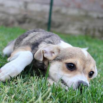 Mr. Sweet Dash -  Chihuahua and Jack Russell Terrier Dog for Adoption in Ridgefield, Washington - Mr. Sweet Dash | PetCurious