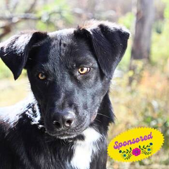 Labrador Retriever and Shepherd Dogs Available for Adoption - Eros | PetCurious
