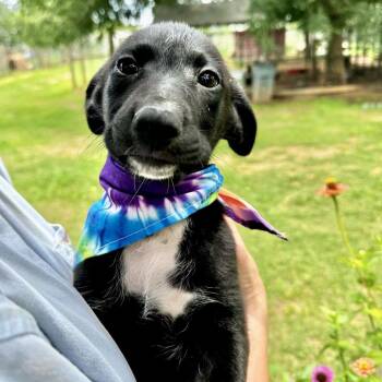 Bridget -  Mixed Breed Dog for Adoption in Riverwoods, Illinois - Bridget | PetCurious