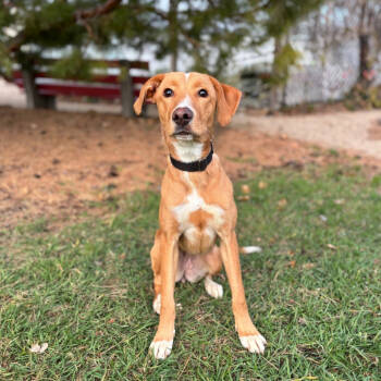 Rescue Labrador Retriever and Mixed Breed Dogs for Adoption in Fargo, North Dakota - Ofira--In Foster | PetCurious
