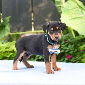 Winchester -  Shepherd and Mixed Breed Dog Available for Adoption in Wake Forest, North Carolina - Winchester | PetCurious