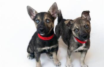 Siberian Husky and Mixed Breed Dogs Available for Adoption in Fort Lauderdale, Florida - SOL | PetCurious