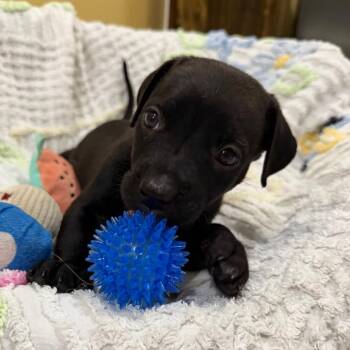 Coast -  Mixed Breed Dog for Adoption in Titusville, Florida - Coast | PetCurious