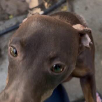 Louis -  Miniature Pinscher Dog for Adoption in Las Vegas, Nevada - Louis | PetCurious