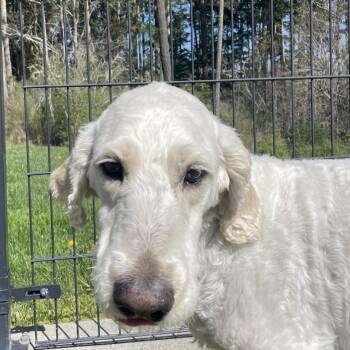 Poodle Dogs Available for Adoption in Friday Harbor, Washington - Naylor | PetCurious