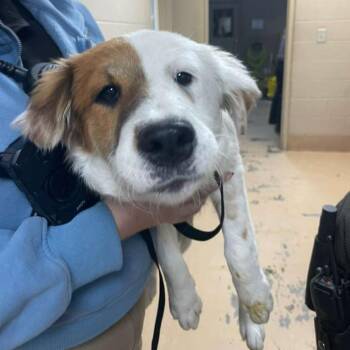 Mixed Breed Dogs Available for Adoption - Glinda | PetCurious