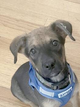Roo -  German Shepherd Dog Dog for Adoption in Camden, South Carolina - Roo | PetCurious