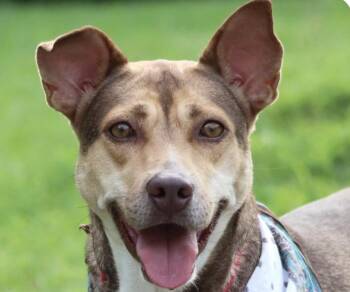 Mountain Dog and Shepherd Dogs Available for Adoption in San Ramon, California - Mina | PetCurious