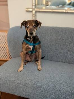 Lucien -  Mixed Breed Dog for Adoption in Chamblee, Georgia - Lucien | PetCurious