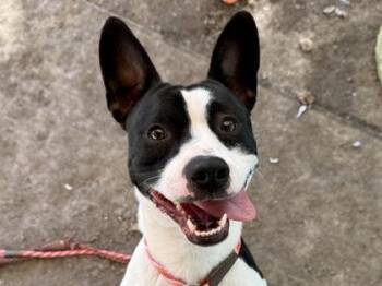 Harper -  Mixed Breed Dog for Adoption in Georgetown, Texas - Harper | PetCurious