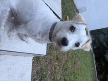 Mila -  Maltese and Terrier Dog for Adoption in Miami, Florida - Mila | PetCurious