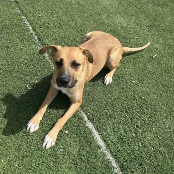 German Shepherd Dog Dogs Available for Adoption - Eve | PetCurious