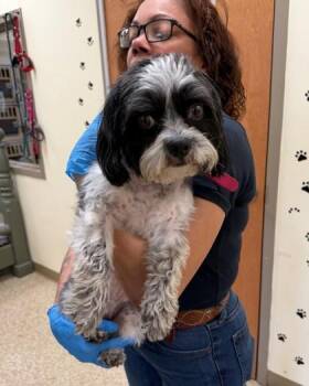 Shih Tzu and Mixed Breed Dogs Available for Adoption in Hamilton Township, New Jersey - BUTTERCUP | PetCurious
