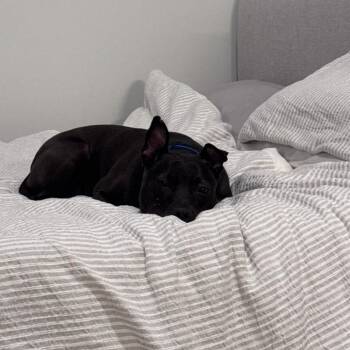 Cow -  Pit Bull Terrier and Mixed Breed Dog for Adoption in Chicago, Illinois - Cow | PetCurious