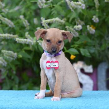 Rotate -  Labrador Retriever and Terrier Dog for Adoption in Wake Forest, North Carolina - Rotate | PetCurious