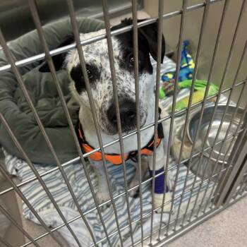 Odin -  Pit Bull Terrier Dog for Adoption in Palm Springs, California - Odin | PetCurious