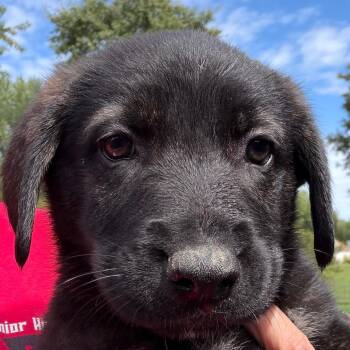 Andy - pink -  Husky and Shepherd Dog for Adoption in Greenfield, Indiana - Andy - Pink | PetCurious