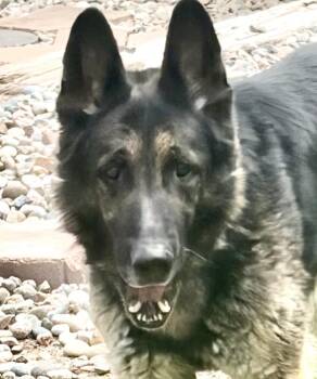 Sammy -  German Shepherd Dog Dog for Adoption in Littleton, Colorado - Sammy | PetCurious