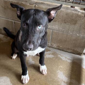 Nox -  Australian Cattle Dog Blue Heeler and Mixed Breed Dog for Adoption in Floresville, Texas - Nox | PetCurious