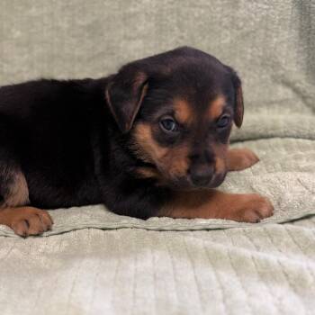 Labrador Retriever and Mixed Breed Dogs Available for Adoption in St. Peters, Missouri - Spaghetti | PetCurious