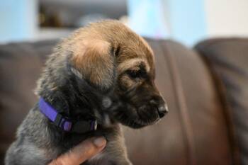 Salem -  Labrador Retriever and Shepherd Dog for Adoption in Holly Springs, North Carolina - Salem | PetCurious