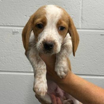Male 7473 -  Beagle Dog for Adoption in Fairfax Station, Virginia - Male 7473 | PetCurious