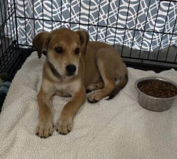 Sammy -  Mixed Breed Dog for Adoption in Elizabethtown, North Carolina - Sammy | PetCurious