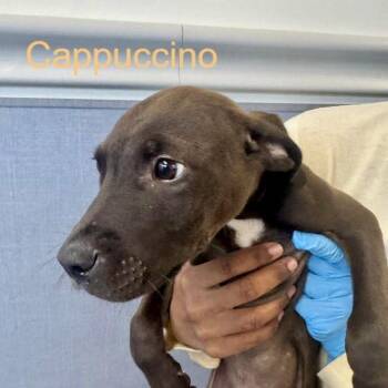 Terrier Dogs Available for Adoption in Hilton Head Island, South Carolina - Cappuccino | PetCurious