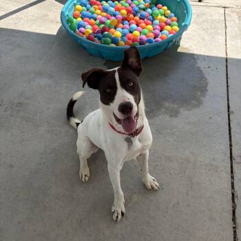 Flash -  Border Collie and Mixed Breed Dog for Adoption in Oxford, Michigan - Flash | PetCurious