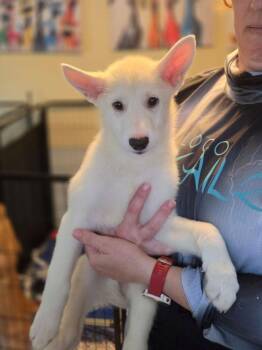 Lord Zedd -  Husky Dog for Adoption in Lakeland, Florida - Lord Zedd | PetCurious