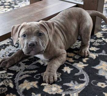 Bullmastiff Dogs Available for Adoption - Sky | PetCurious