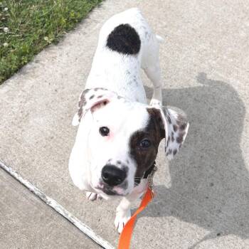 Krypto -  Mixed Breed Dog for Adoption in Pittsburgh, Pennsylvania - Krypto | PetCurious