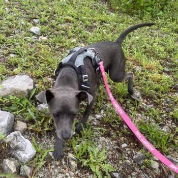 Tina -  Chihuahua and Mixed Breed Dog for Adoption in Jacksboro, Tennessee - Tina | PetCurious