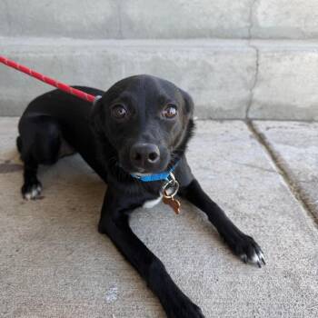 Brookie -  Chihuahua and Labrador Retriever Dog for Adoption in Bend, Oregon - Brookie | PetCurious