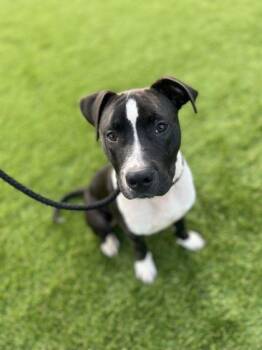 Mixed Breed Dogs Available for Adoption in Daytona Beach, Florida - Apollo - 3 | PetCurious