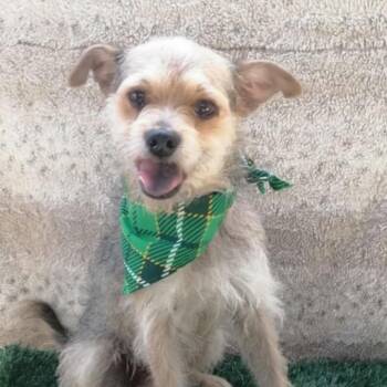 Rescue Schnauzer and Terrier Dogs for Adoption in San Diego, California - Charlie | PetCurious