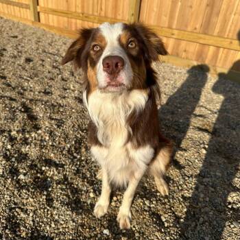 Rescue Border Collie Dogs for Adoption in Indianapolis, Indiana - Fargo | PetCurious