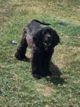 Pitch -  Cocker Spaniel Dog for Adoption in Austin, Texas - Pitch | PetCurious